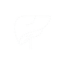 Leberfunktion